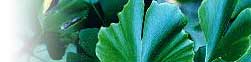 Genco biloba blad